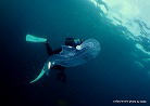 ハダカゾウクラゲ