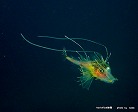 キホウボウの仲間