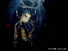 タルマワシの仲間