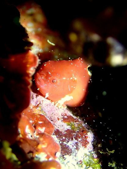 ダンゴウオ と スナビクニン | 海水魚専門店 セポのつぶやき・・・