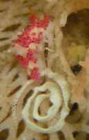 センヒメウミウシの産卵
