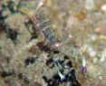 ホンカクレエビ属の一種