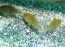 クロイシモチの幼魚