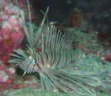 ミノカサゴの幼魚