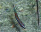 ノコギリヨウジの幼魚
