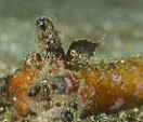 アミメハギの幼魚