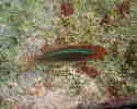 イトソキベラの幼魚