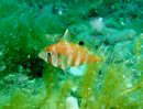 タカノハダイの幼魚