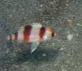 タマガシラの幼魚