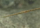 アオヤガラの幼魚