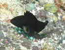 ヒゲダイの幼魚