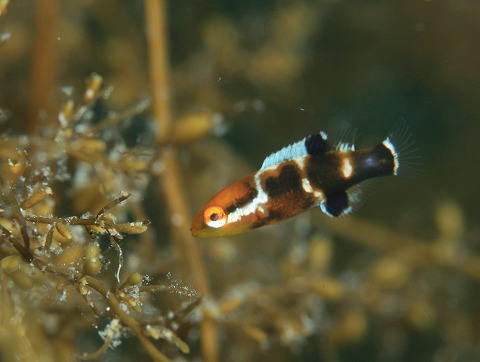 コブダイの幼魚