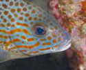 コロダイの若魚