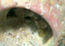 クロイシモチの幼魚