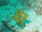 マトウダイの幼魚