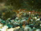 タツノオトシゴの幼魚