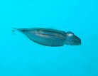 スジコウイカ