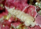 ツノワミノウミウシ