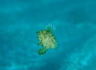 マトウダイの幼魚