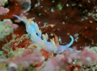 サキシマミノウミウシ