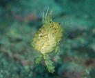 マトウダイの幼魚