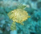 マトウダイの幼魚