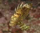 マトウダイの幼魚