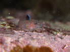 ヒメギンポの幼魚