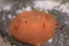 イソウミウシ