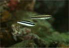 コガシラベラとカミナリベラの幼魚