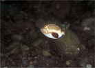 クラカケモンガラの幼魚