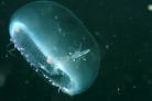謎の生物