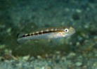 ニシキハゼの幼魚