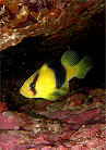 キハッソクの幼魚