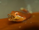 ウバウオの幼魚