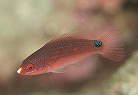 イトヒキベラの幼魚