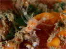 イトヒキウミウシ属の一種