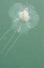 キアンコウの幼魚