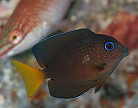 コクテンサザナミハギの幼魚