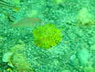 コンゴウフグの幼魚