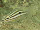 クロホシフエダイの幼魚