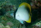 ニセフウライチョウチョウウオの幼魚