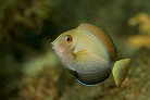 ニセカンランハギの幼魚