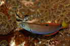 オトヒメベラの幼魚