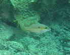 タテシマフエフキの幼魚