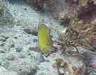 テングハギの幼魚