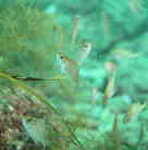 メバルの幼魚