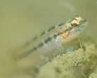 アカオビシマハゼの幼魚
