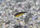 フグ科の一種の幼魚