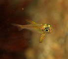 ハタンポ科の一種の幼魚